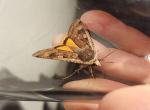 Allmänt bandfly