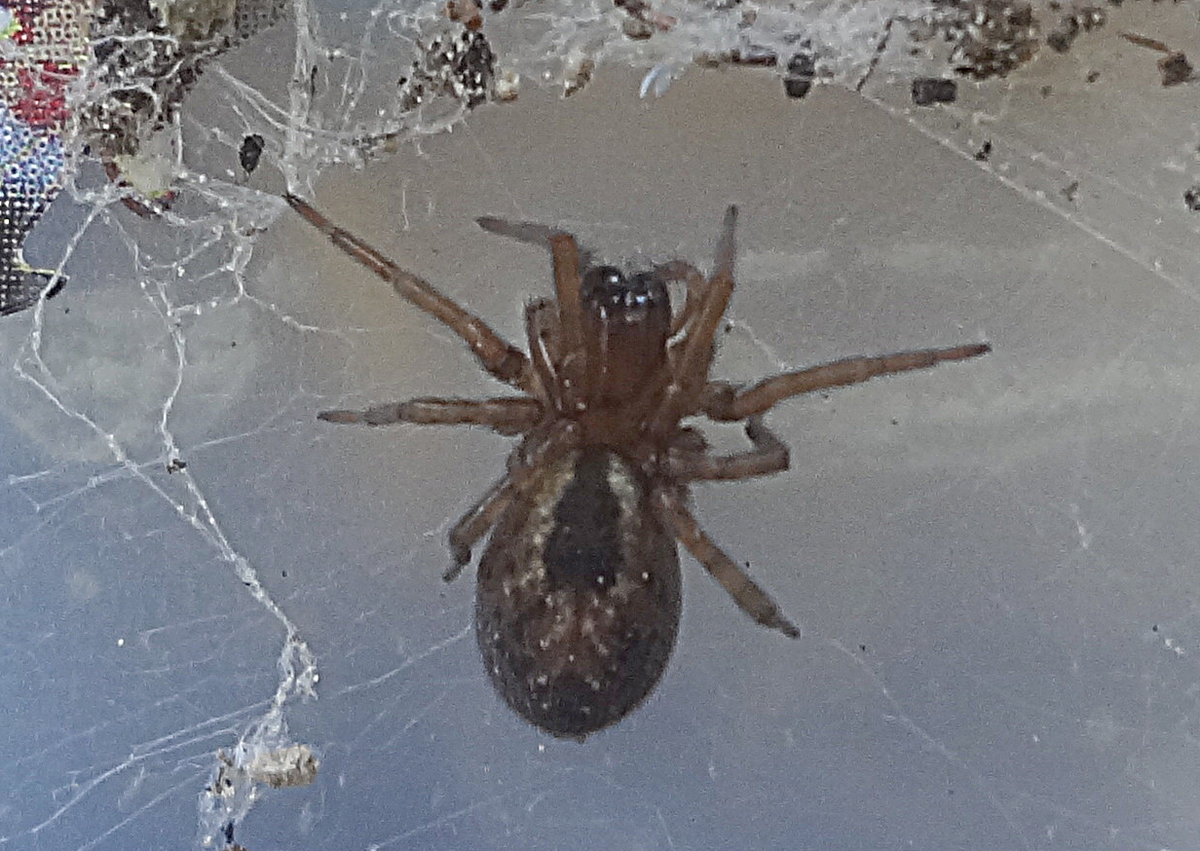 Vanlig mörkrumsspindel