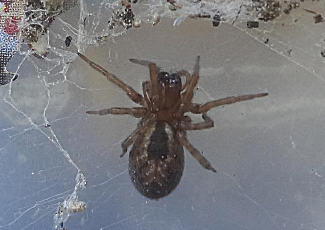 Vanlig mörkrumsspindel