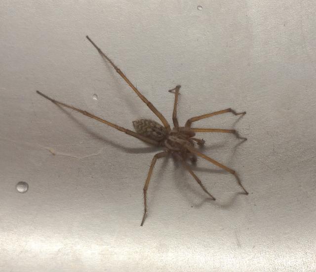 Större husspindel