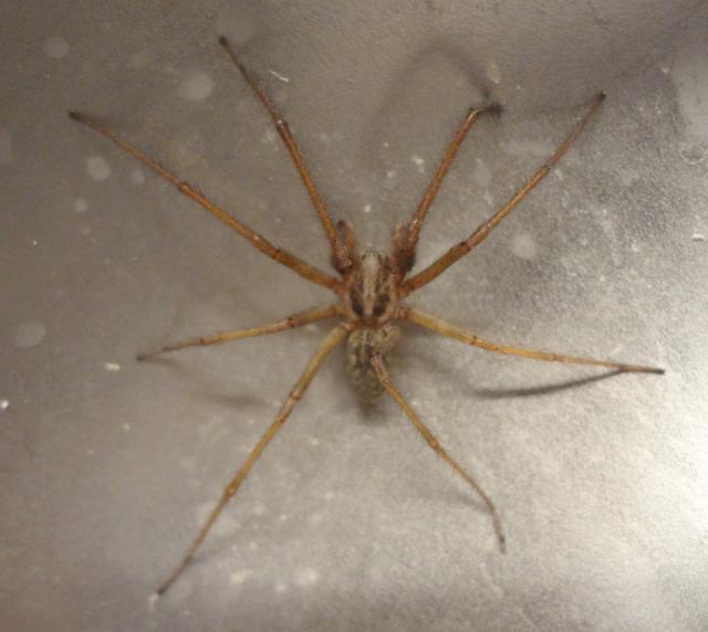 Större husspindel